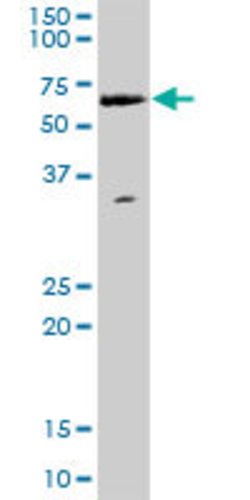 WHSC2, Mouse anti-Human, Polyclonal Antibody, Abnova 50&mu;g; Unconjugated:Antibodies,