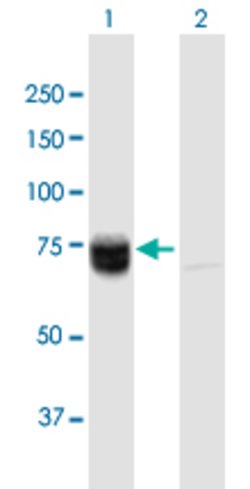 WHSC2, Mouse anti-Human, Polyclonal Antibody, Abnova 50&mu;g; Unconjugated:Antibodies,