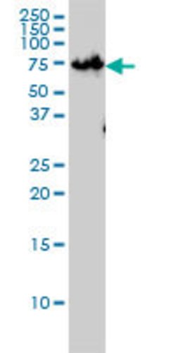 ZNF143, Mouse anti-Human, Clone: 2B4, Abnova 100&mu;g; Unconjugated:Antibodies,