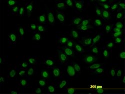 ZNF143, Mouse anti-Human, Clone: 2B4, Abnova 100&mu;g; Unconjugated:Antibodies,