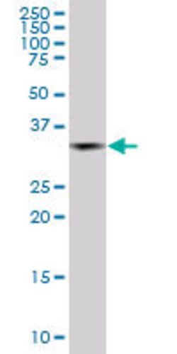 PCGF2, Mouse anti-Human, Clone: 4C10, Abnova 100&mu;g; Unconjugated:Antibodies,