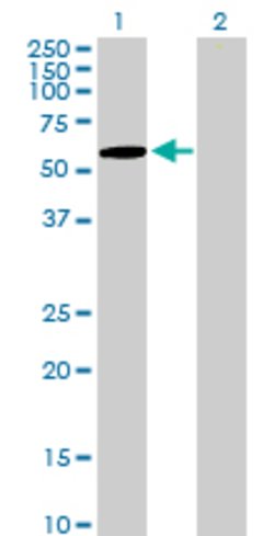 ZNF157, Mouse anti-Human, Polyclonal Antibody, Abnova 50&mu;g; Unconjugated:Antibodies,