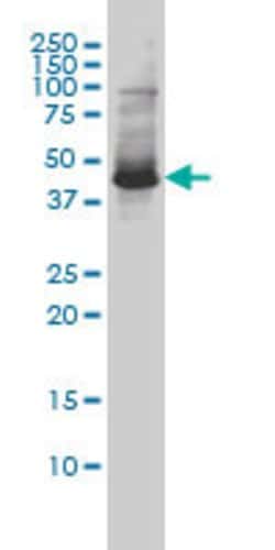 ZNF174, Mouse anti-Human, Clone: 2D7-E9, Abnova 100&mu;g; Unconjugated:Antibodies,