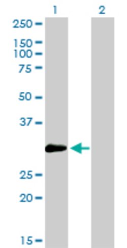 ZNF174, Mouse anti-Human, Clone: 2D7-E9, Abnova 100&mu;g; Unconjugated:Antibodies,