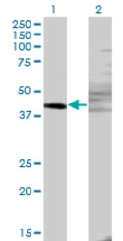 ZNF193, Mouse anti-Human, Clone: 3G6, Abnova 100&mu;g; Unconjugated:Antibodies,