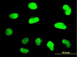 ZNF207, Mouse anti-Human, Clone: 7G1, Abnova 100&mu;g; Unconjugated:Antibodies,