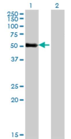 ZNF232, Mouse anti-Human, Clone: 1F8, Abnova 100&mu;g; Unconjugated:Antibodies,