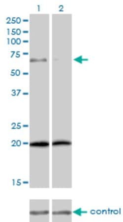 ZYX, Mouse anti-Human, Clone: 2C10-4A7, Abnova 100&mu;g; Unconjugated:Antibodies,