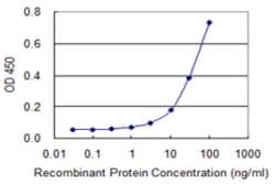 ZYX, Mouse anti-Human, Clone: 2C10-4A7, Abnova 100&mu;g; Unconjugated:Antibodies,