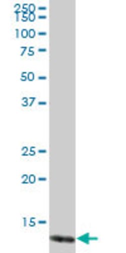 TCL1A, Mouse anti-Human, Polyclonal Antibody, Abnova 50&mu;g; Unconjugated:Antibodies,