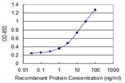 HIST1H4H, Mouse anti-Human, Clone: 6D4, Abnova 100&mu;g; Unconjugated:Antibodies,