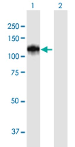 CUL4B, Mouse anti-Human, Polyclonal Antibody, Abnova 50&mu;L; Unconjugated:Antibodies,