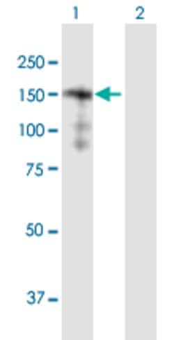SORBS2, Mouse anti-Human, Polyclonal Antibody, Abnova 50&mu;g; Unconjugated:Antibodies,