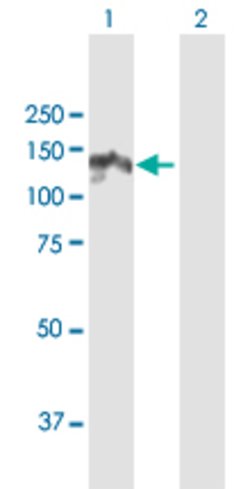 DGKZ, Rabbit anti-Human, Polyclonal Antibody, Abnova 100&mu;L; Unconjugated:Antibodies,