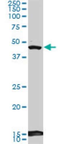 BHLHE40, Mouse anti-Human, Clone: 5B1, Abnova 100&mu;g; Unconjugated:Anticuerpos
