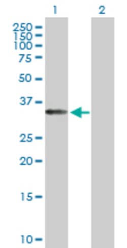 EIF3J, Mouse anti-Human, Polyclonal Antibody, Abnova 50&mu;g; Unconjugated:Antibodies,