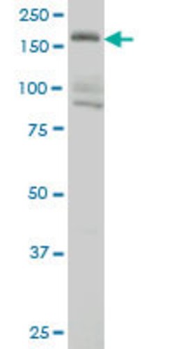 EIF4G3, Mouse anti-Human, Clone: 1B4, Abnova 100&mu;g; Unconjugated:Antibodies,