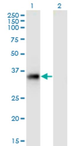 STX11, Mouse anti-Human, Clone: 4F9, Abnova 100&mu;g; Unconjugated:Antibodies,