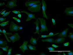 GBF1, Mouse anti-Human, Clone: 4B2, Abnova 100&mu;g; Unconjugated:Antibodies,