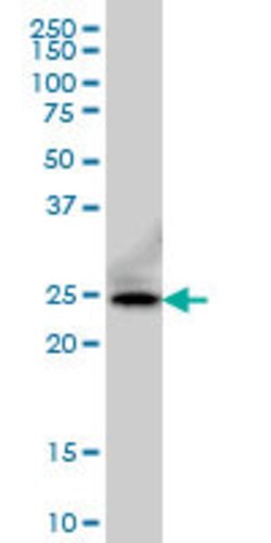 FADD, Mouse anti-Human, Clone: 3A12, Abnova 100&mu;g; Unconjugated:Antibodies