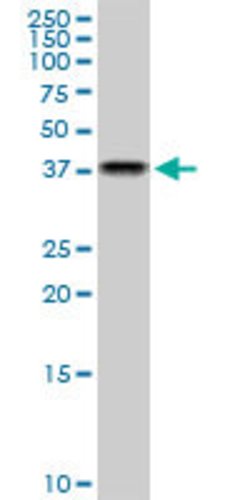 NAPG, Mouse anti-Human, Clone: 4B5, Abnova 100&mu;g; Unconjugated:Antibodies,