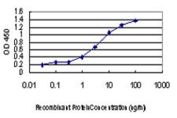 CDKL1, Mouse anti-Human, Clone: 5B11, Abnova 100&mu;g; Unconjugated:Antibodies,
