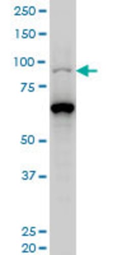 KAT2B, Mouse anti-Human, Clone: 5E10, Abnova 100&mu;g; Unconjugated:Antibodies,