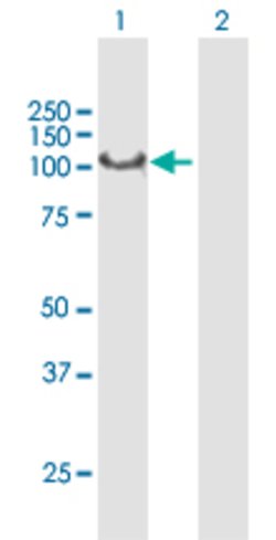 SYNJ2, Rabbit anti-Human, Polyclonal Antibody, Abnova 100&mu;L; Unconjugated:Antibodies,