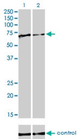FUBP1, Mouse anti-Human, Clone: 3H4, Abnova 100&mu;g; Unconjugated:Antibodies,