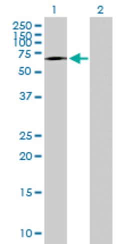 TAF1B, Mouse anti-Human, Polyclonal Antibody, Abnova 50&mu;g; Unconjugated:Antibodies,