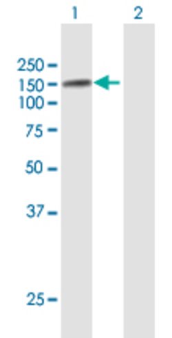 USP10, Rabbit anti-Human, Polyclonal Antibody, Abnova 100&mu;L; Unconjugated:Antibodies,
