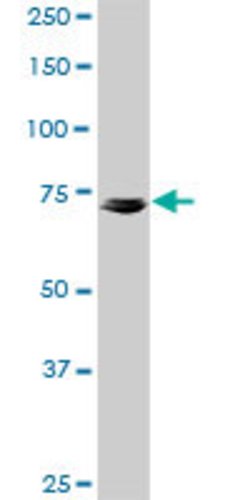 KCNQ4, Mouse anti-Human, Clone: 2H6, Abnova 100&mu;g; Unconjugated:Antibodies,