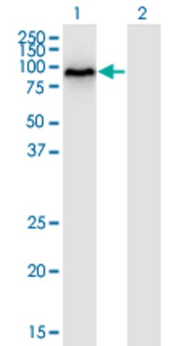 DYRK1B, Mouse anti-Human, Clone: 2E8, Abnova 100&mu;g; Unconjugated:Antibodies,