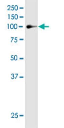 MAP3K13, Mouse anti-Human, Clone: 4H7, Abnova 100&mu;g; Unconjugated:Antibodies,