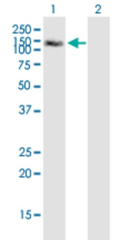 MAP3K13, Mouse anti-Human, Clone: 4H7, Abnova 100&mu;g; Unconjugated:Antibodies,