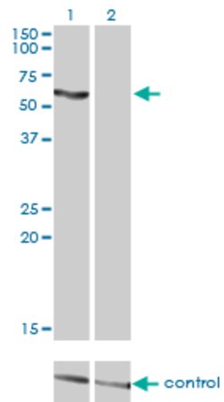 SLC33A1, Mouse anti-Human, Clone: 3A4, Abnova 100&mu;g; Unconjugated:Anticorps,