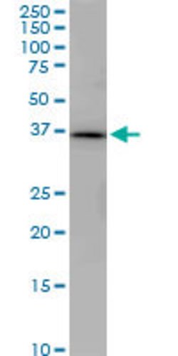 PNMA1, Mouse anti-Human, Clone: 1C3, Abnova 100&mu;g; Unconjugated:Antibodies,