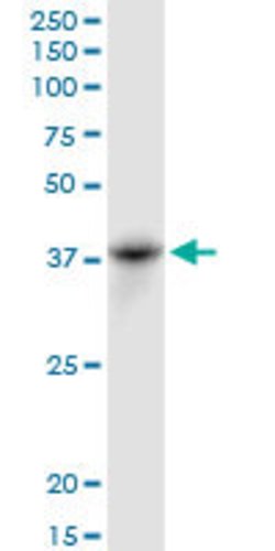 CYTH1, Mouse anti-Human, Polyclonal Antibody, Abnova 50&mu;g; Unconjugated:Antibodies,