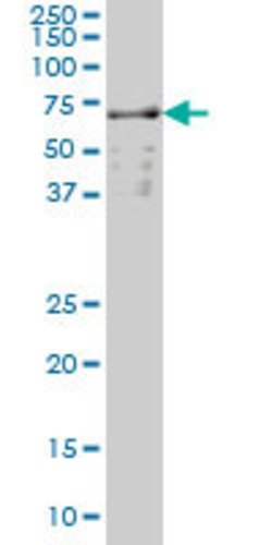 SLC22A13, Mouse anti-Human, Clone: 1E6, Abnova 100&mu;g; Unconjugated:Antibodies,