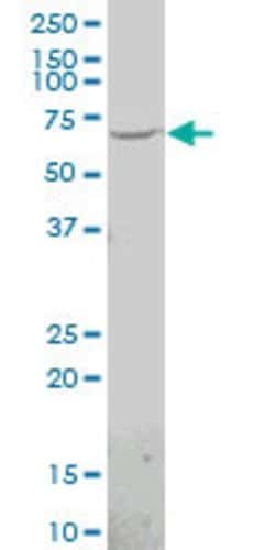 ABCG2, Mouse anti-Human, Polyclonal Antibody, Abnova 50 &mu;L | Buy Online | Abnova | Fisher Scientific