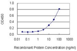 EIF4E2, Mouse anti-Human, Clone: 1F3, Abnova 100&mu;g; Unconjugated:Antibodies,