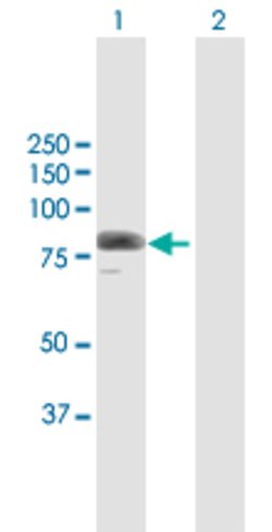 SOX13, Rabbit anti-Human, Polyclonal Antibody, Abnova 100&mu;L; Unconjugated:Antibodies,