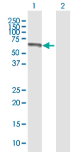 CREB5, Mouse anti-Human, Polyclonal Antibody, Abnova 50&mu;g; Unconjugated:Antibodies,