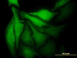 MAD2L1BP, Mouse anti-Human, Clone: 4G11, Abnova 100&mu;g; Unconjugated:Antibodies,