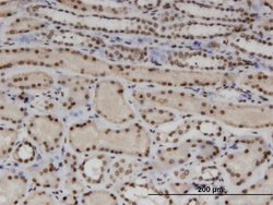 WTAP, Mouse anti-Human, Clone: 1B11, Abnova 100 &mu;g | Buy Online | Abnova | Fisher Scientific