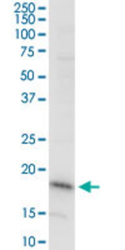 DAZAP2, Mouse anti-Human, Clone: 8G5, Abnova 100&mu;g; Unconjugated:Antibodies,