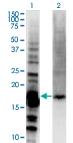 DAZAP2, Mouse anti-Human, Clone: 8G5, Abnova 100&mu;g; Unconjugated:Antibodies,