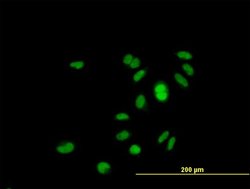 GINS1, Mouse anti-Human, Polyclonal Antibody, Abnova 50 &mu;g | Buy Online | Abnova | Fisher Scientific