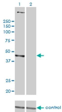 PSMD6, Mouse anti-Human, Clone: 1C1, Abnova 100&mu;g; Unconjugated:Antibodies,