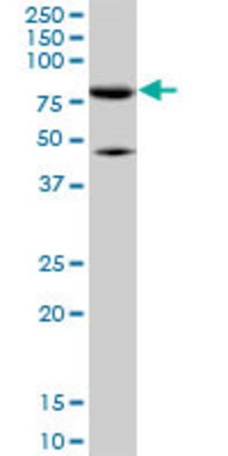 MFN2, Mouse anti-Human, Clone: 6A8, Abnova 50&mu;g; Unconjugated:Antibodies,